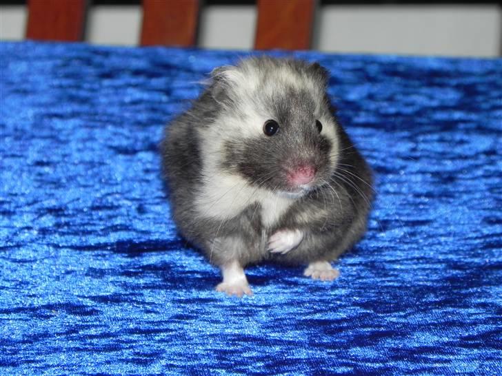 Hamster Gertrud billede 1