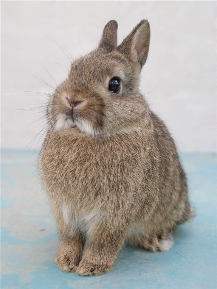 Kanin Freja (Hermelin) billede 1