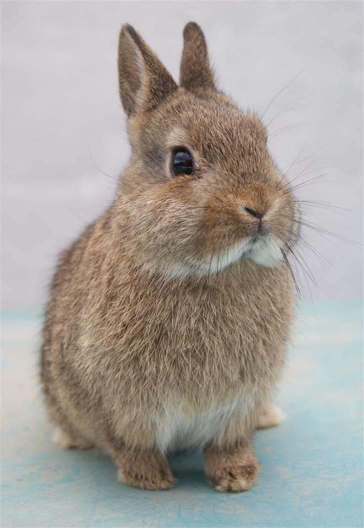 Kanin Freja (Hermelin) billede 2