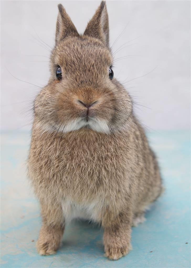 Kanin Freja (Hermelin) billede 3