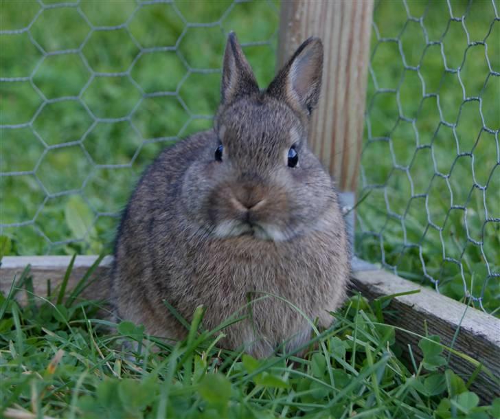 Kanin Freja (Hermelin) billede 4