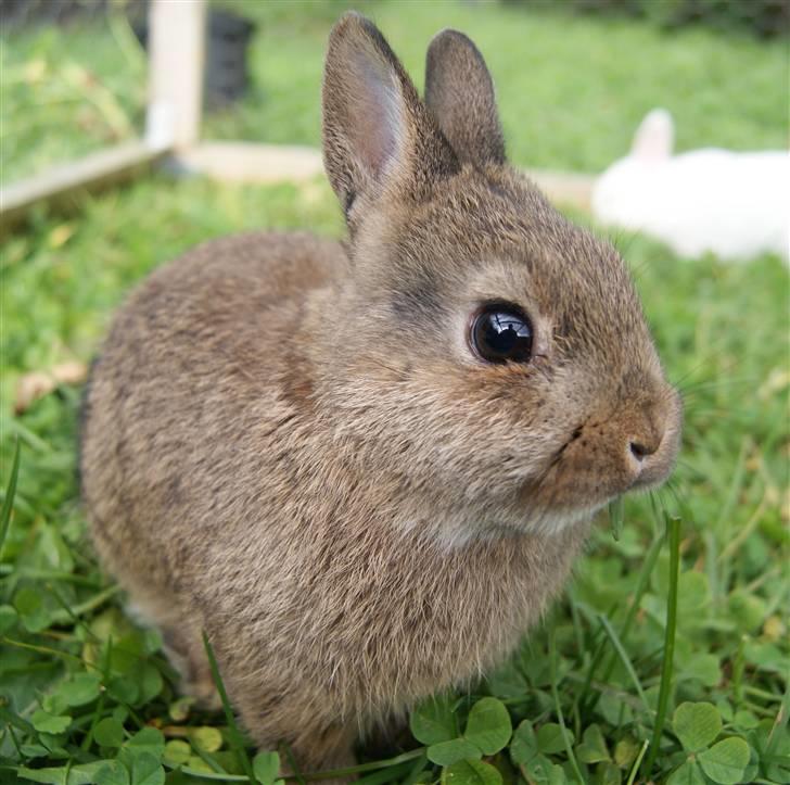 Kanin Freja (Hermelin) billede 5