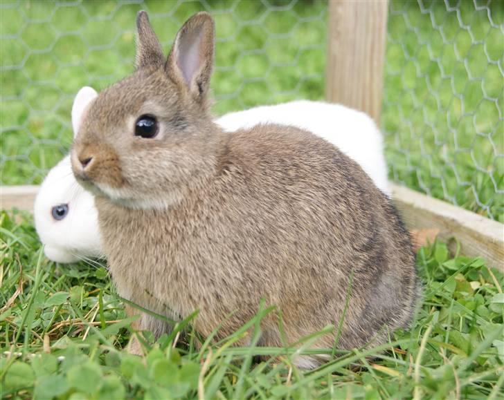 Kanin Freja (Hermelin) billede 6