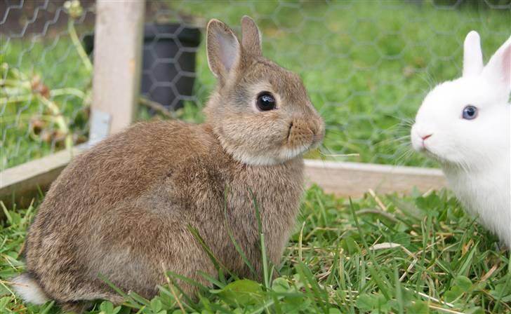 Kanin Freja (Hermelin) billede 7