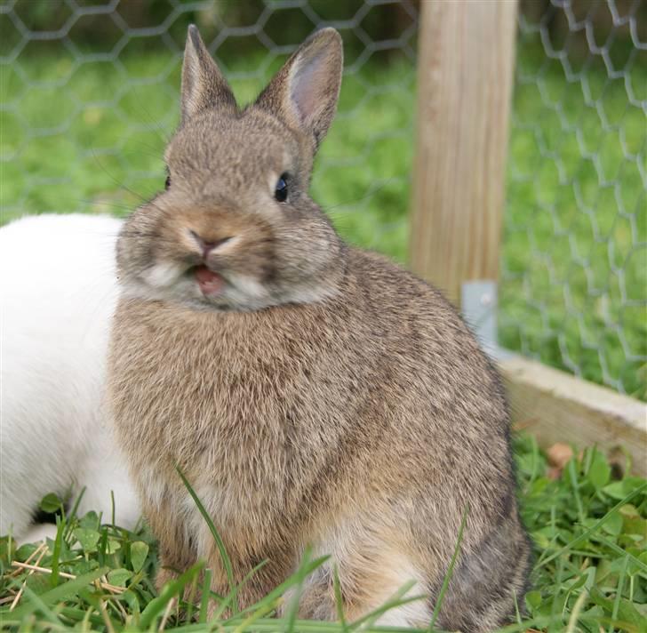 Kanin Freja (Hermelin) billede 8