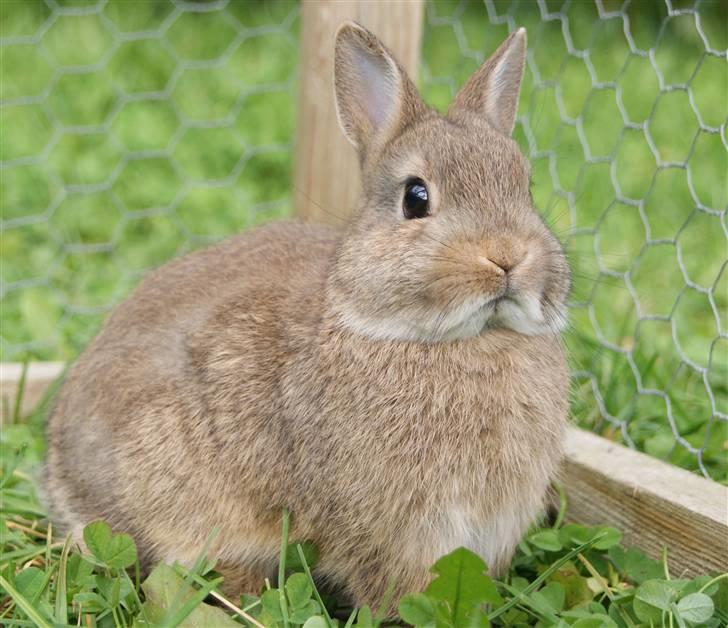 Kanin Spirit (Hermelin)  billede 11