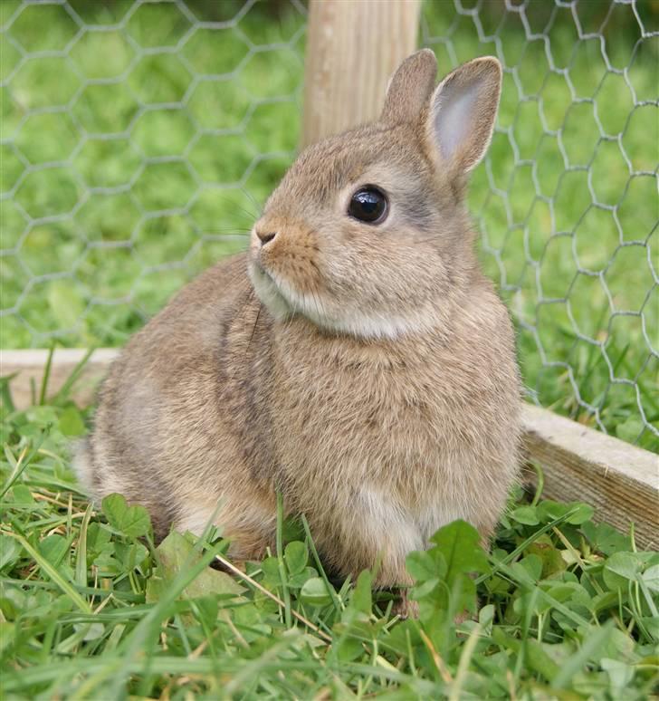 Kanin Spirit (Hermelin)  billede 12