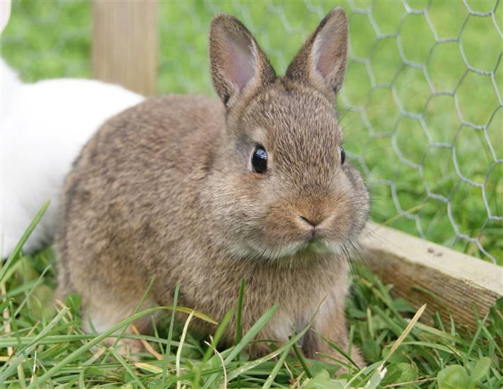 Kanin Spirit (Hermelin)  billede 13