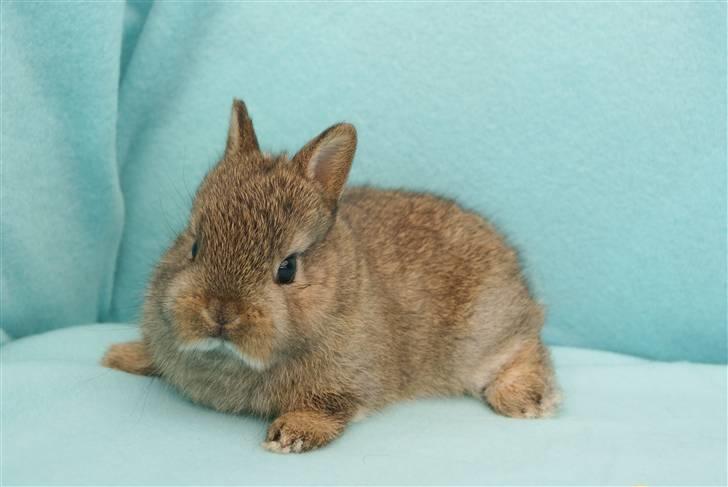 Kanin Freja (Hermelin) - 2 uger gammel billede 9