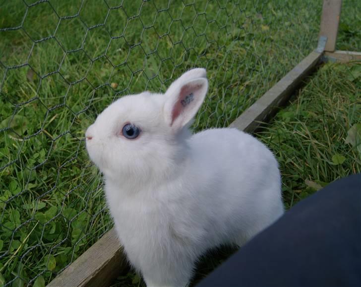 Kanin Snefnug (Hermelin) billede 12