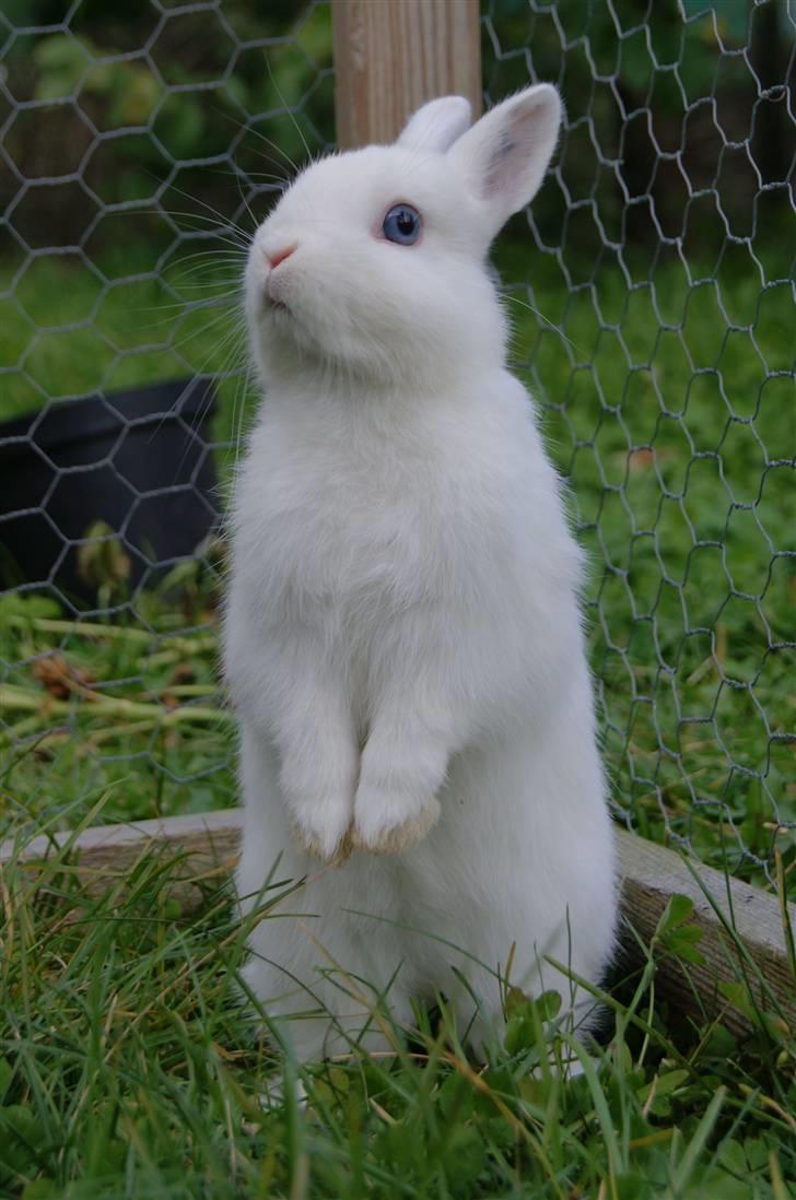 Kanin Snefnug (Hermelin) billede 13