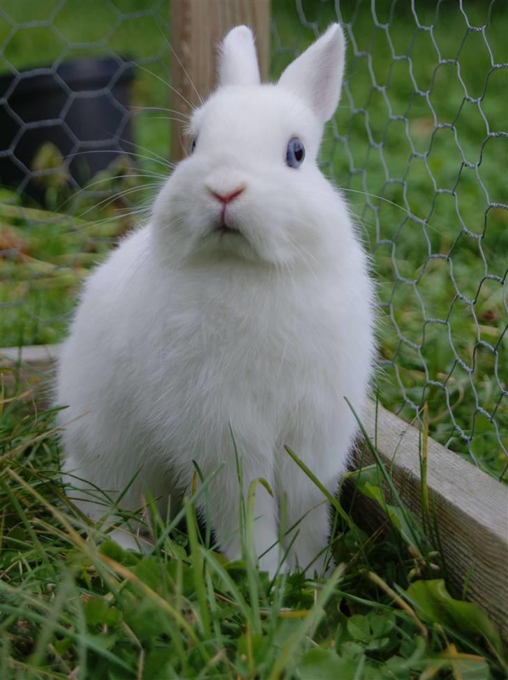 Kanin Snefnug (Hermelin) billede 14