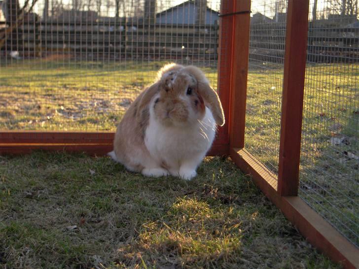 Kanin Nuser ( den Nye spring kanin ) billede 8