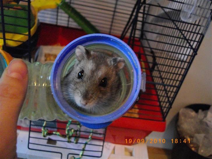 Dværghamster Viggo mit ALT R.I.P den 6/7 en ondsdag2011 savnet  - Viggo i røret ;D billede 1