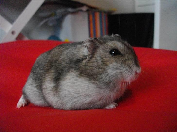 Dværghamster Viggo mit ALT R.I.P den 6/7 en ondsdag2011 savnet  - søde viggo<3 billede 2