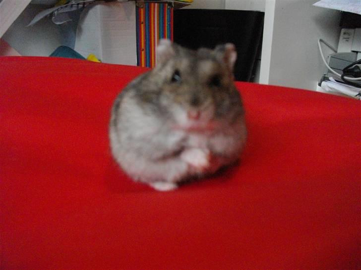 Dværghamster Viggo mit ALT R.I.P den 6/7 en ondsdag2011 savnet  - Jeg hørte noget :O<3 billede 3