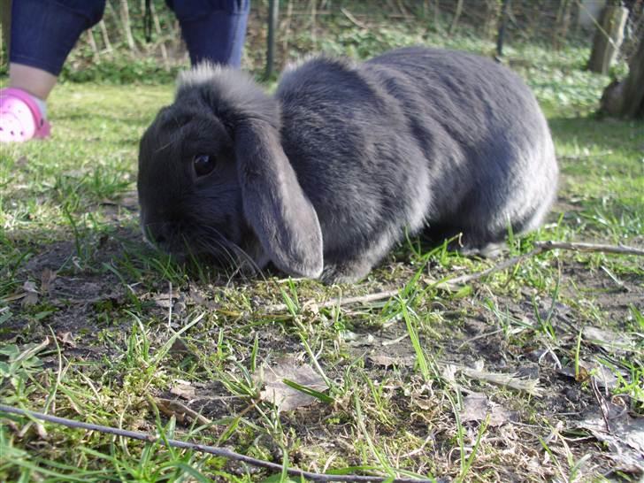 Kanin Smilla billede 4