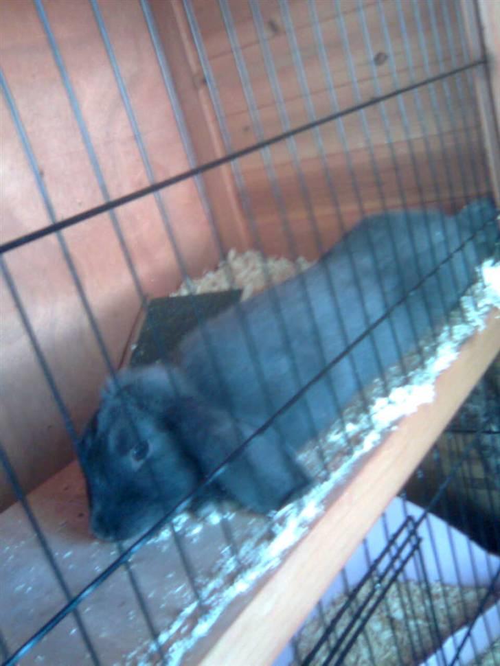 Kanin Smilla billede 5