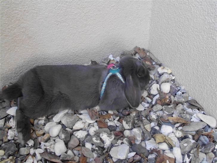 Kanin Smilla billede 6