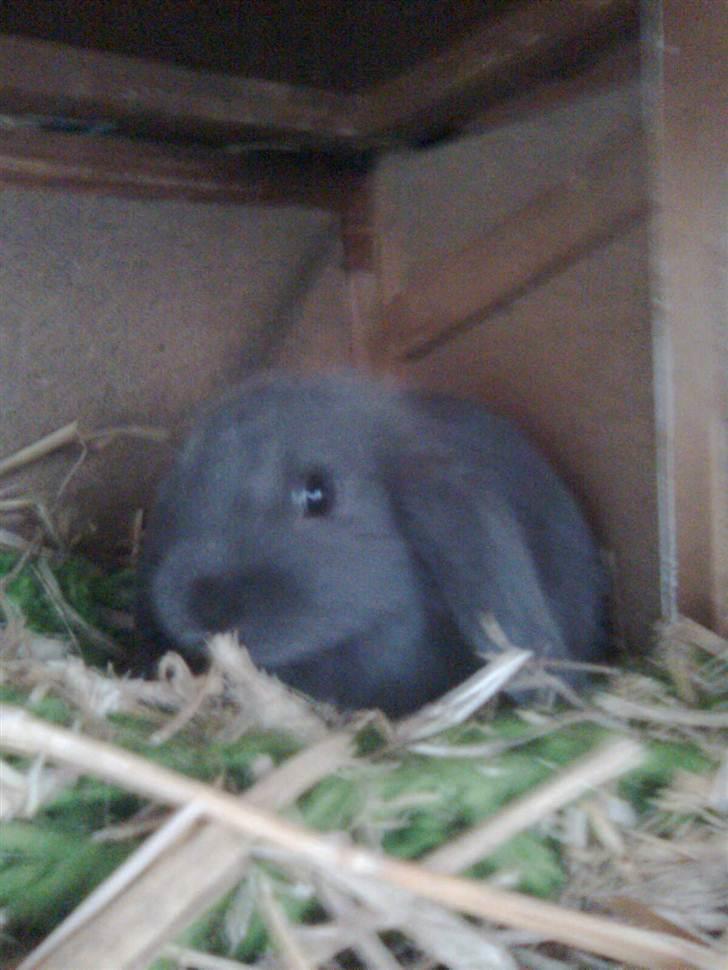 Kanin Smilla billede 8