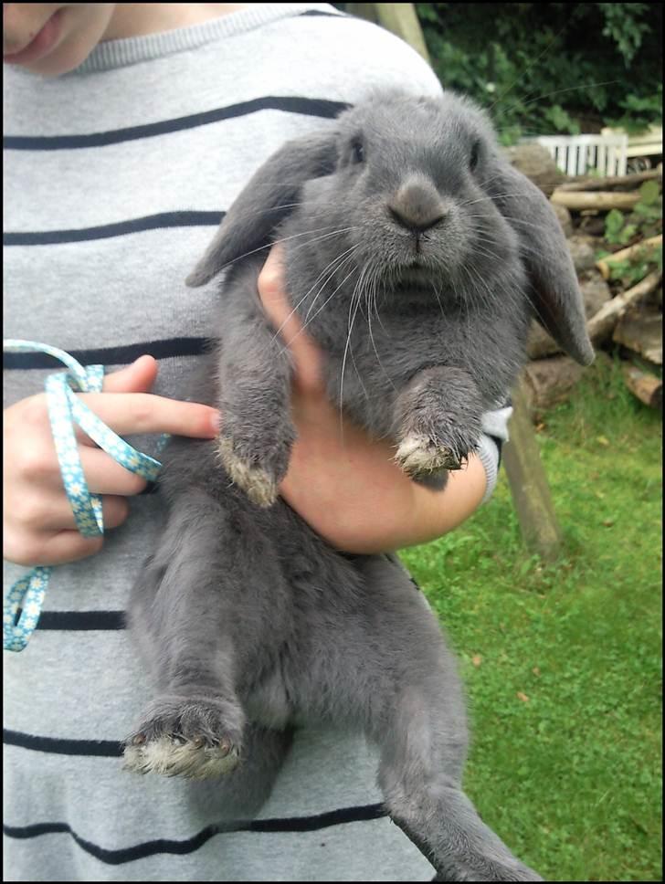 Kanin Smilla billede 9