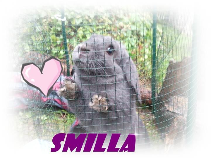 Kanin Smilla billede 10