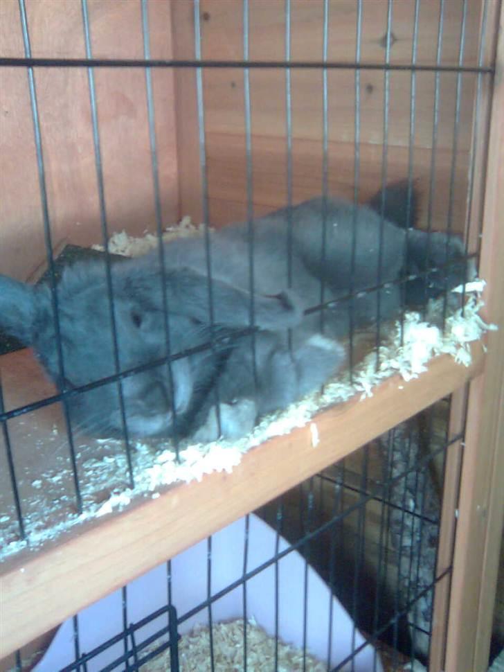 Kanin Smilla billede 11