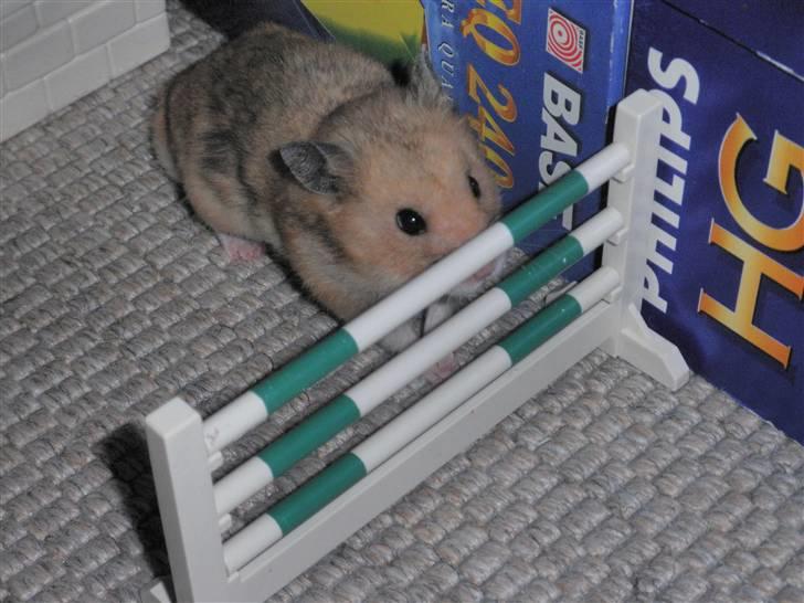 Hamster Balou - R.I.P † - Nr. 19 | Du var alt !<3 vi har 1000 minder som jeg vil huske! vi ses på den anden side<3 billede 19