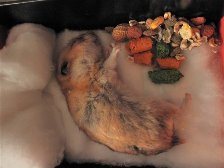 Hamster Balou - R.I.P † - Nr. 20 | Sov sødt min dreng Du bliver ikke Glemt! det lover jeg  billede 20