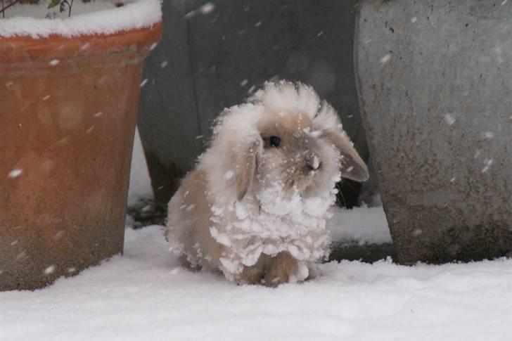 Kanin Løvevædder Joes Cappucchino - (Ea) - Hendes første sne billede 15