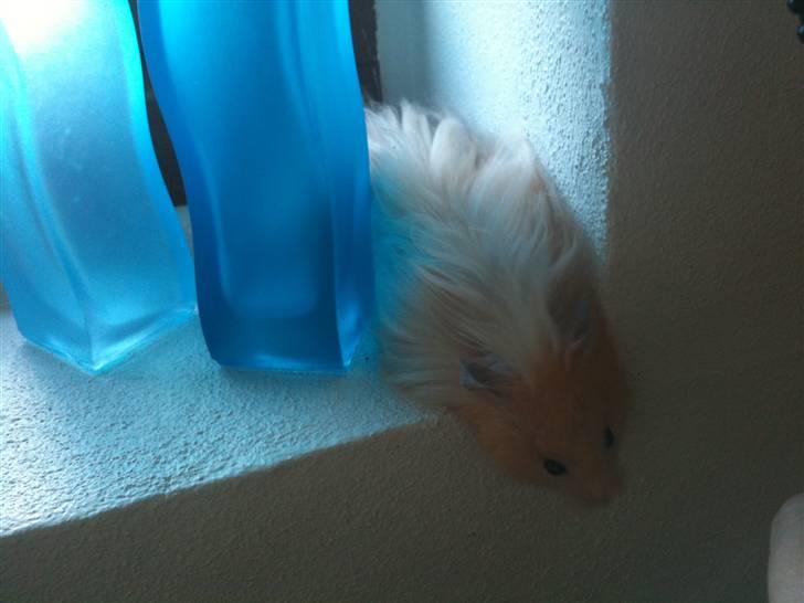 Hamster Gregers *RIP* - vindues karmen bliver undersøgt :D billede 4