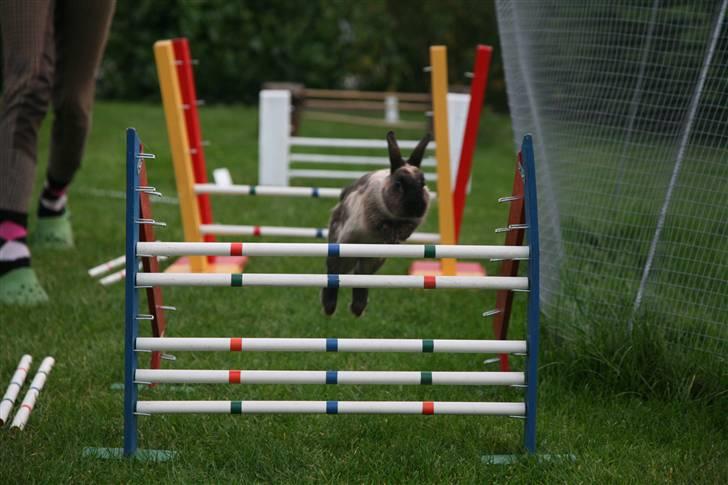 Kanin Engegårds Baby - My Superjumper ! billede 8