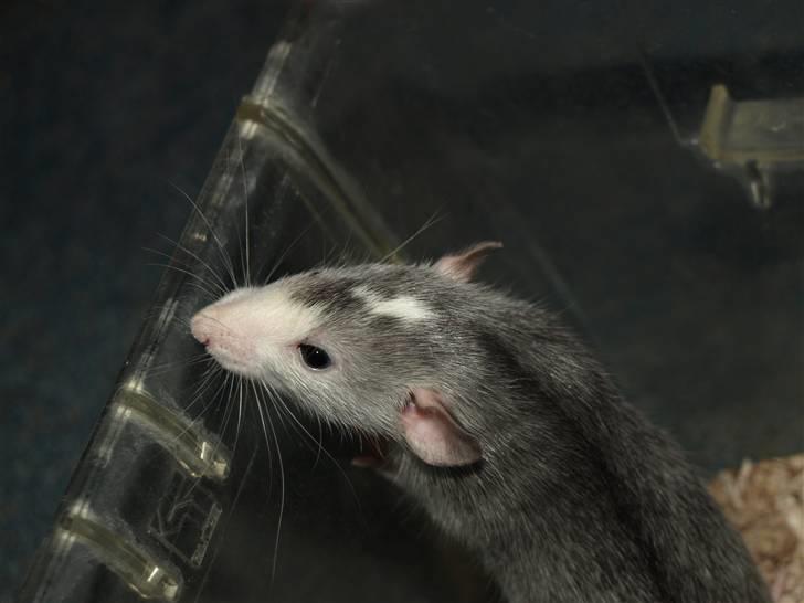 Tamrotte Gemini of Pilegaard *RIP* - 18-10-10 billede 12