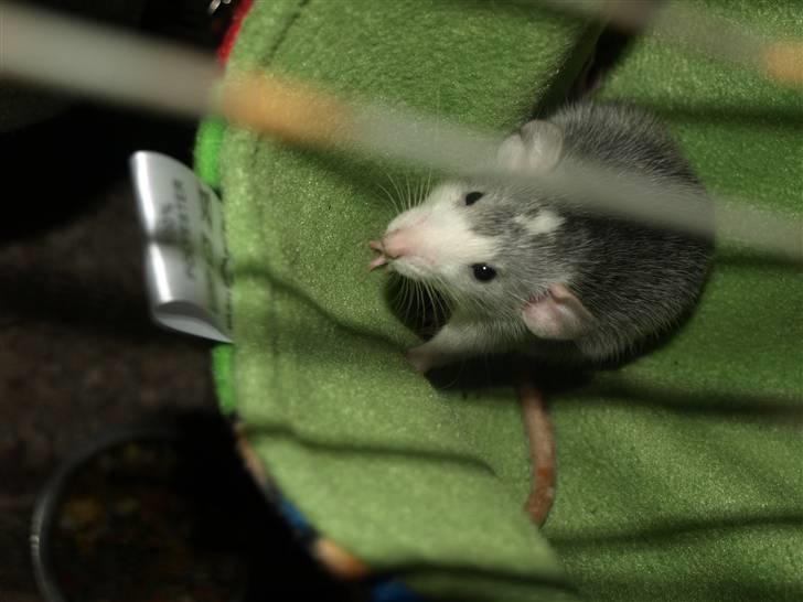 Tamrotte Gemini of Pilegaard *RIP* - 18-10-10 billede 13