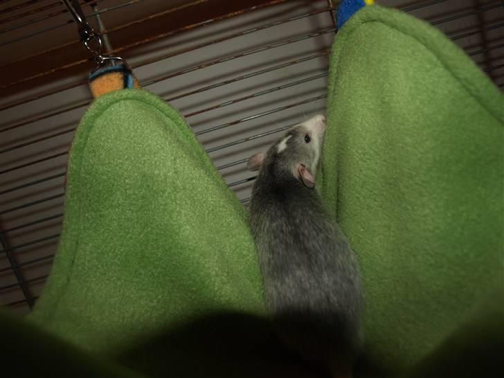 Tamrotte Gemini of Pilegaard *RIP* - 18-10-10 billede 14