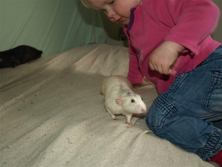 Tamrotte Gemini of Pilegaard *RIP* - D. 17. april 2011 billede 8