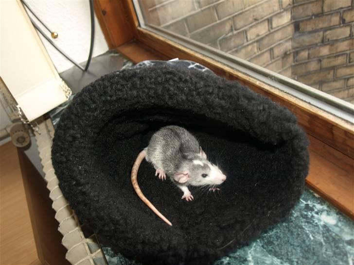 Tamrotte Gemini of Pilegaard *RIP* - PetPile Black Spider Cave - 18-10-10 billede 10