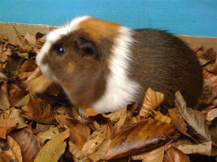 Marsvin Oliver billede 1