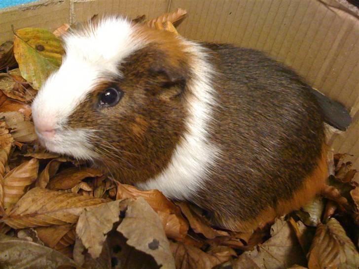 Marsvin Oliver billede 2