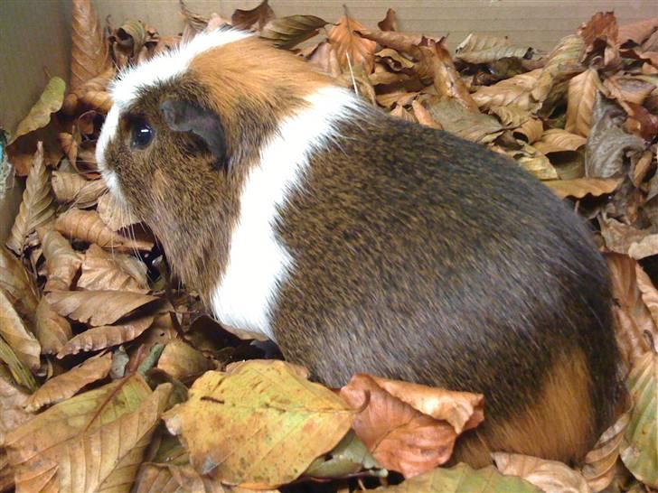 Marsvin Oliver billede 3