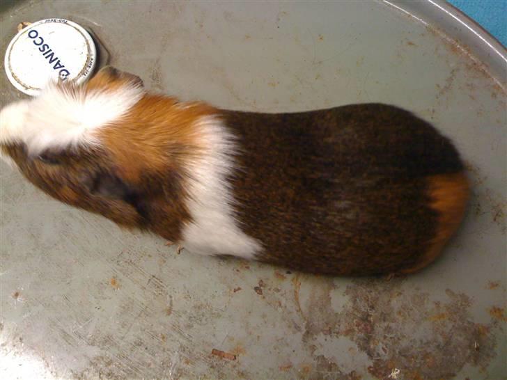 Marsvin Oliver billede 4