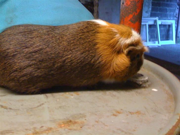 Marsvin Oliver billede 5