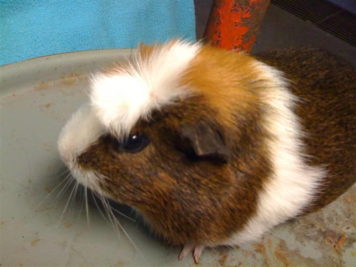 Marsvin Oliver billede 6