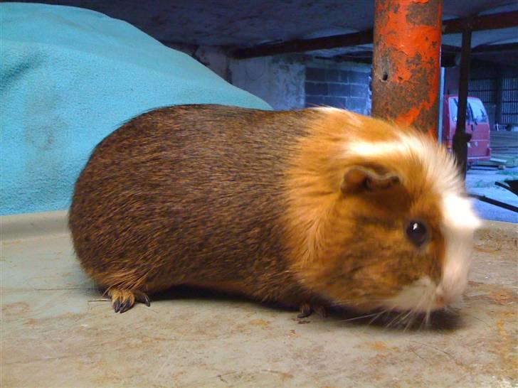 Marsvin Oliver billede 7