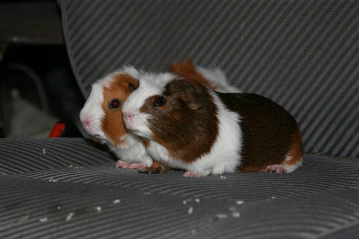 Marsvin Oliver - Oliver sammen med Twist billede 8