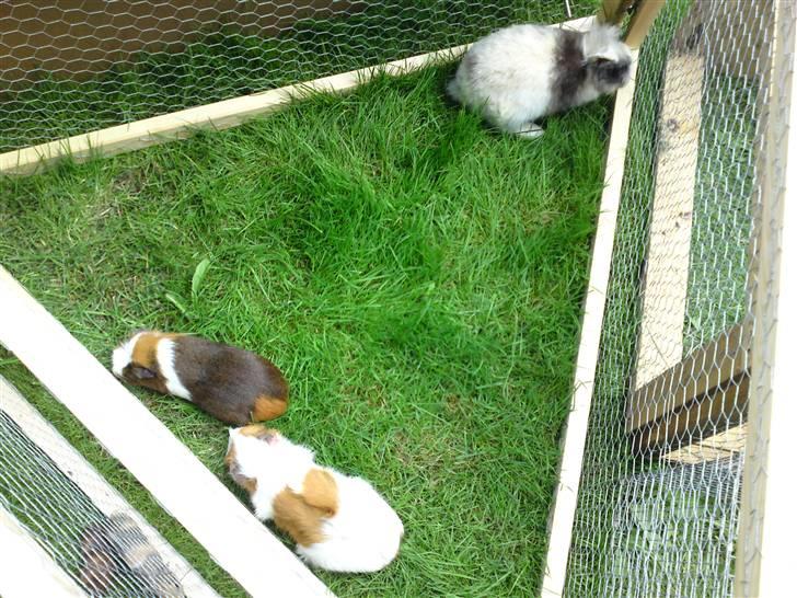 Marsvin Oliver - Oliver på græs sammen med Twist og kaninen Balder billede 9