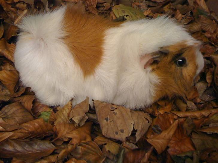 Marsvin Twist billede 1