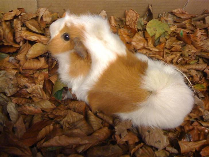 Marsvin Twist billede 2