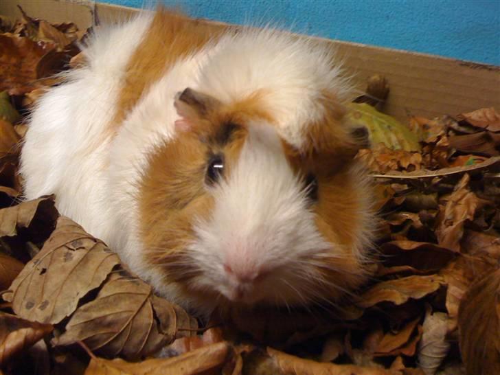 Marsvin Twist billede 3