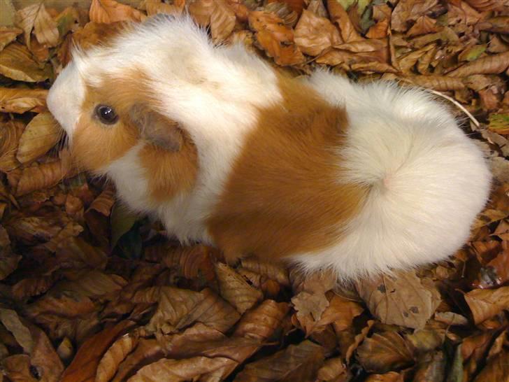 Marsvin Twist billede 4